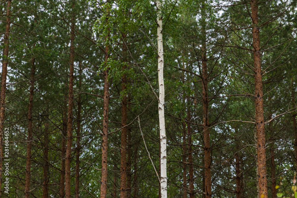 Fototapeta premium A single white birch tree among pine trees inside a forest in Sweden. 