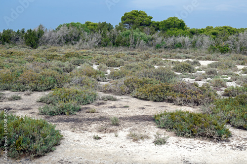 Wald von Strofilia an der Lagune von Kotychi, Peloponnes, Griechenland photo