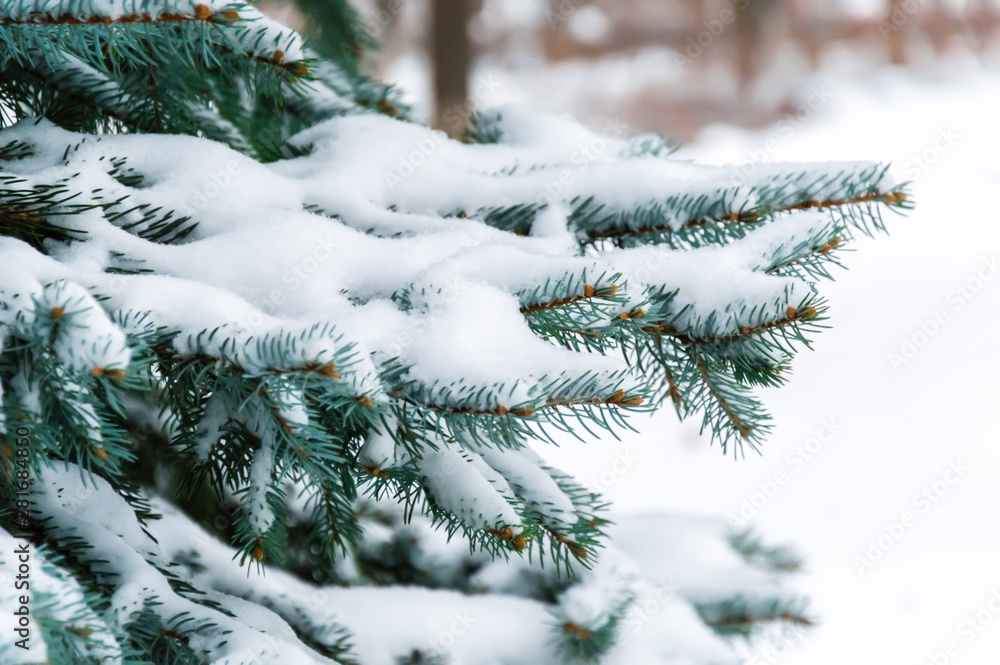 Winter nature: Fir tree branch covered with fresh snow. Snowy winter background with Christmas tree outside