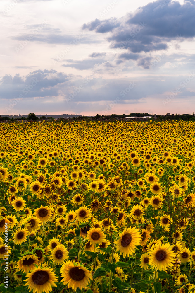 Fototapeta premium Sunflower Field in the sunset