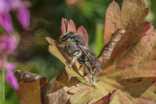 wollbienen photo