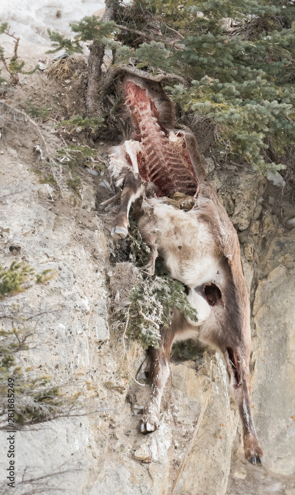 Bighorn ram carcass Bighorn ram carcass