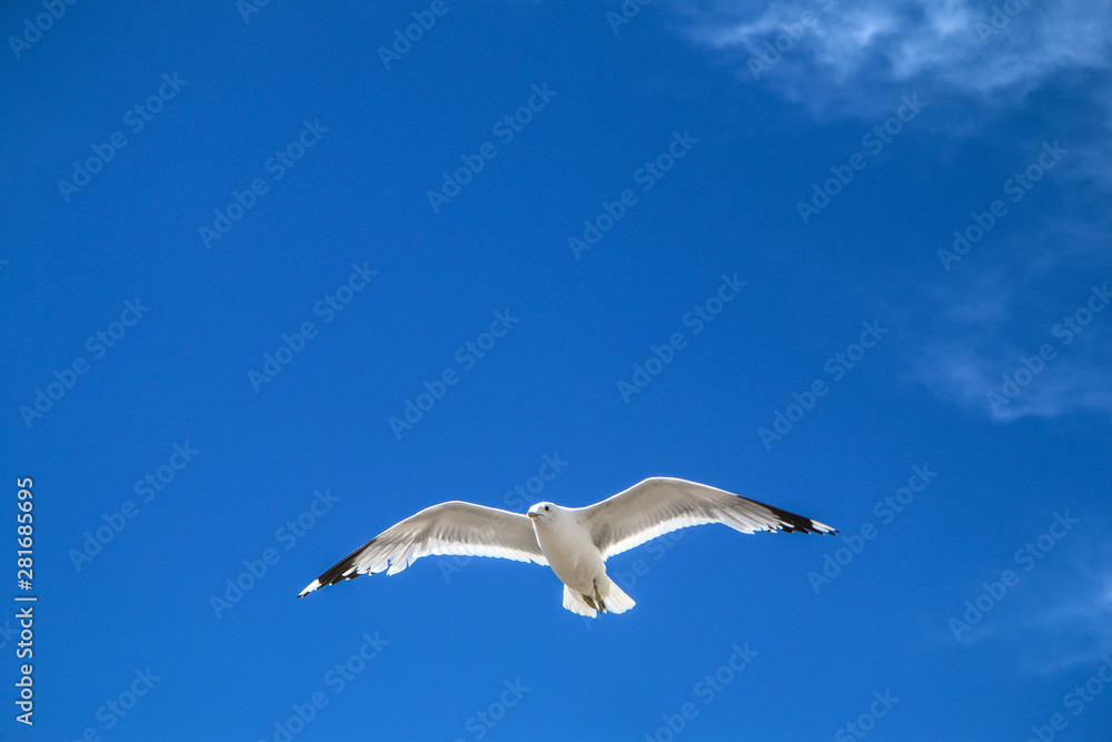 The seagulls flying on a clear sky above the roofs and heads of people in Helsinki. They are curious and impudent . But also beautiful. 