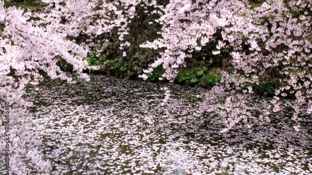 Cherry blossom petals falling in Hirosaki Park, Japan Cherry blossom petals falling in Hirosaki Park, Japan