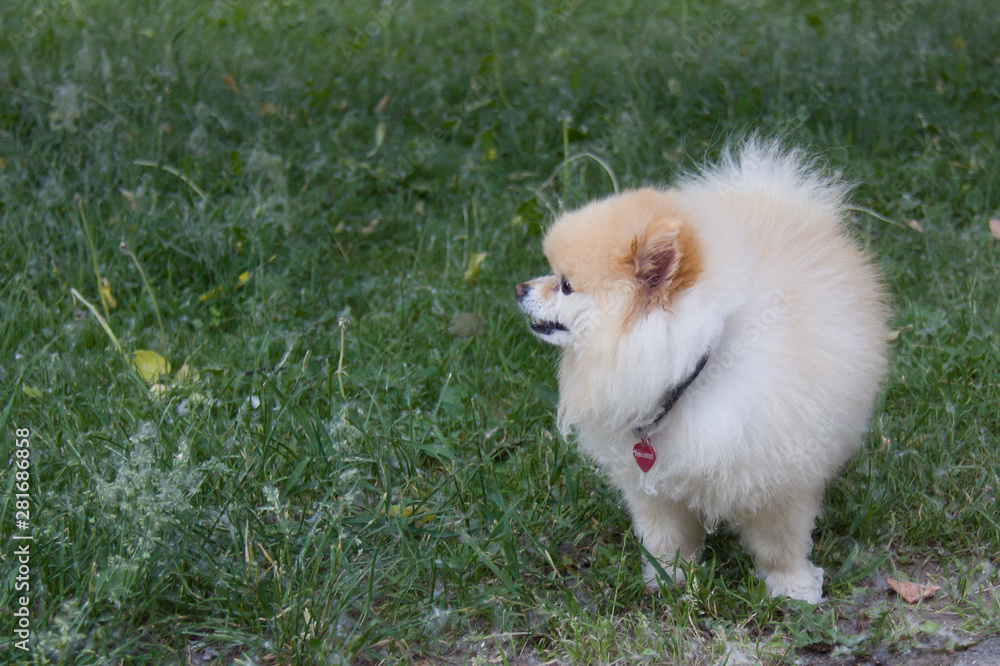 German Spitz stands in the summer grass with down from dandelions. German Spitz stands in the summer grass with down from dandelions.