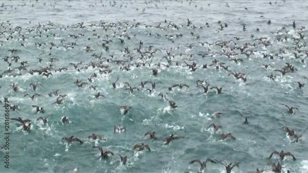 Tracking shot of bird flock flying out of sea Tracking shot of bird flock flying out of sea