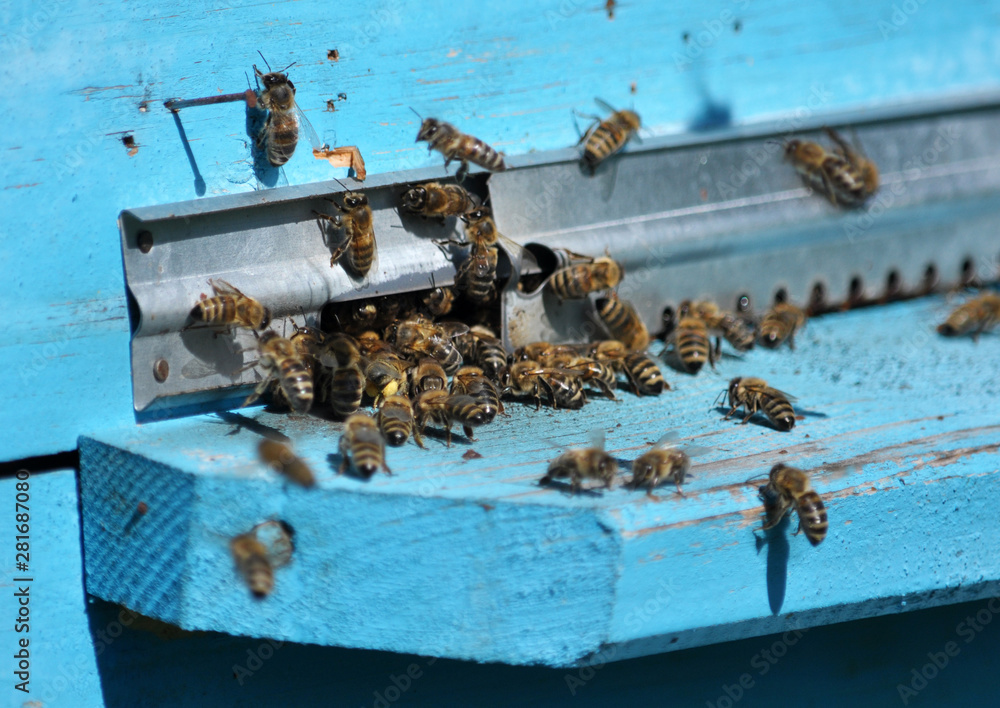 Through the slit, the bees fly into the hive Through the slit, the bees fly into the hive