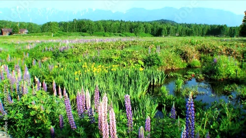 View of flower garden,  Kamishihoro,  Hato,  Hokkaido photo