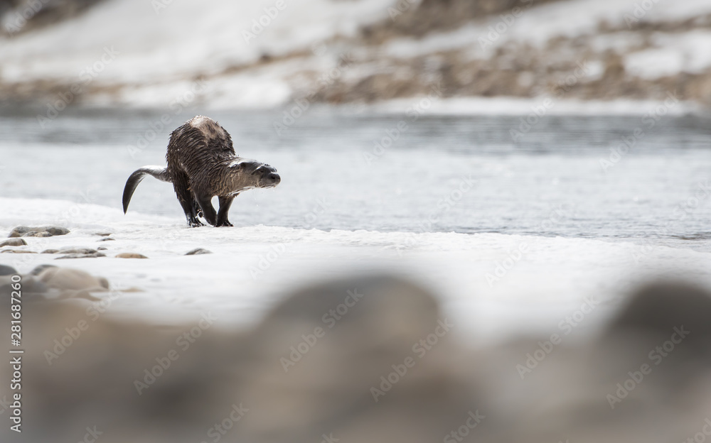 Fototapeta premium River otter in the wild