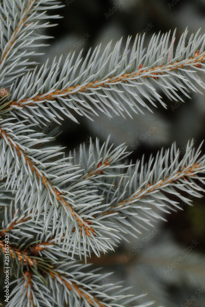 branch of silver fir tree branch of silver fir tree