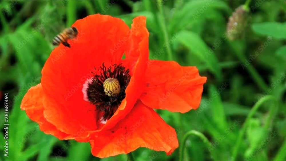 Close up of bee in poppy, Naka Furano, Sorachi, Hokkaido Close up of bee in poppy, Naka Furano, Sorachi, Hokkaido