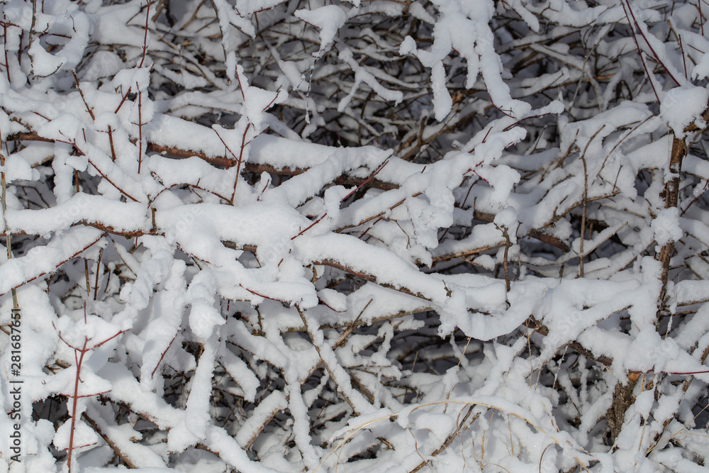 Trees covered with snow after a blizzard. Nature in winter. Christmas forest. Trees covered with snow after a blizzard. Nature in winter. Christmas forest.