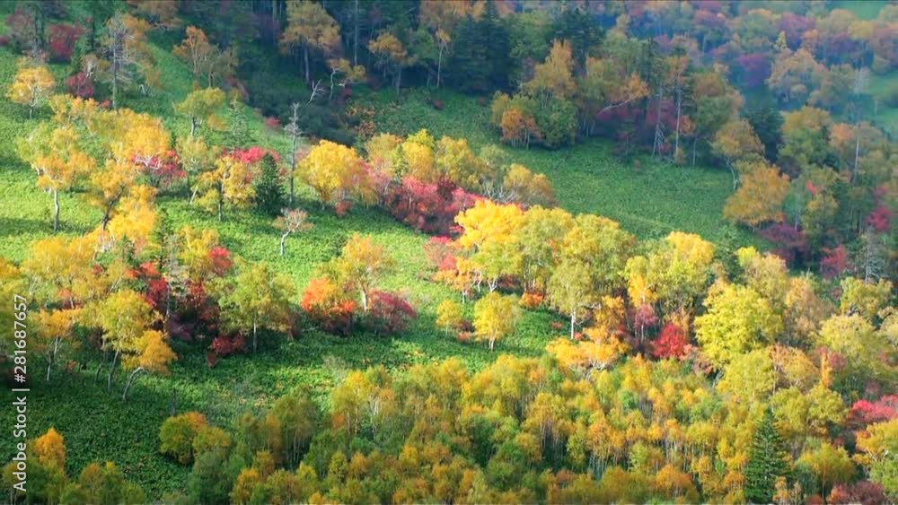 Trees on mountainside in autumn, Shimizu, Hokkaido, Japan Trees on mountainside in autumn, Shimizu, Hokkaido, Japan