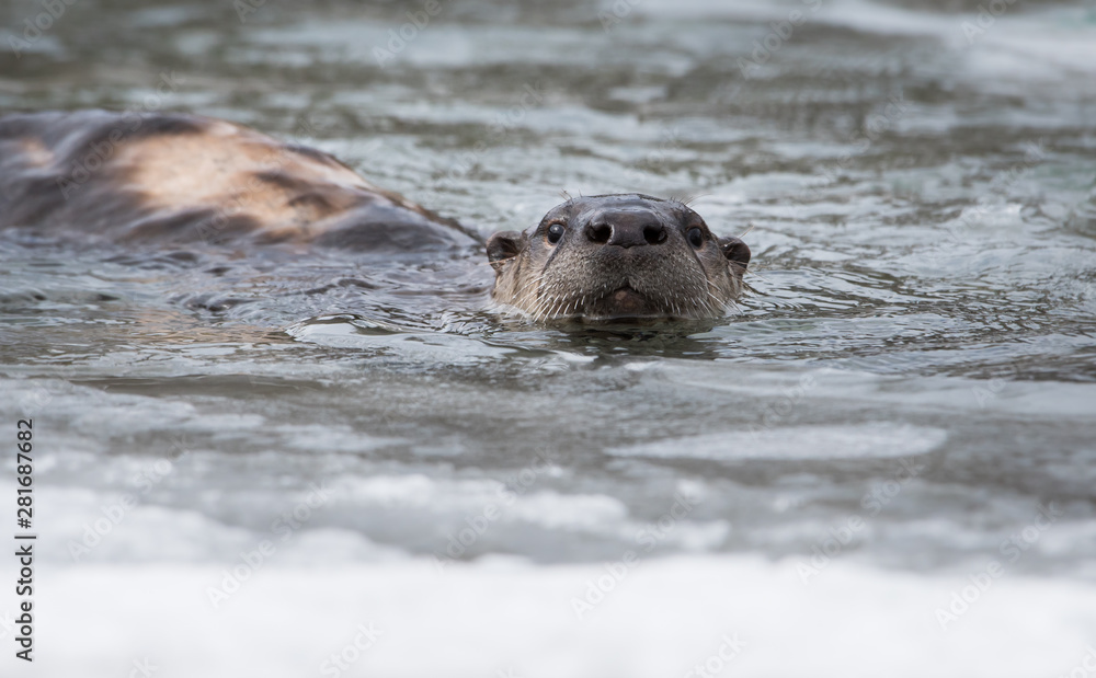 Fototapeta premium River otter in the wild