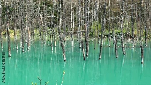 Zoom out of larch trees growing in Shirokane Hot Spring,  Japan photo