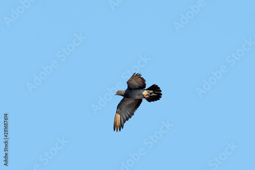 The bird flies on a background of blue sky
