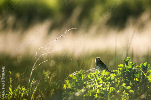 Bird in field