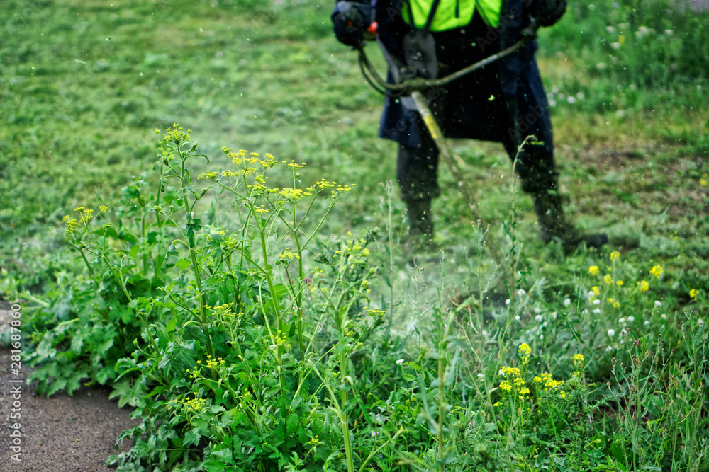 Grass mowed by a man with a lawn mower. Improvement and economy of the big city Grass mowed by a man with a lawn mower. Improvement and economy of the big city
