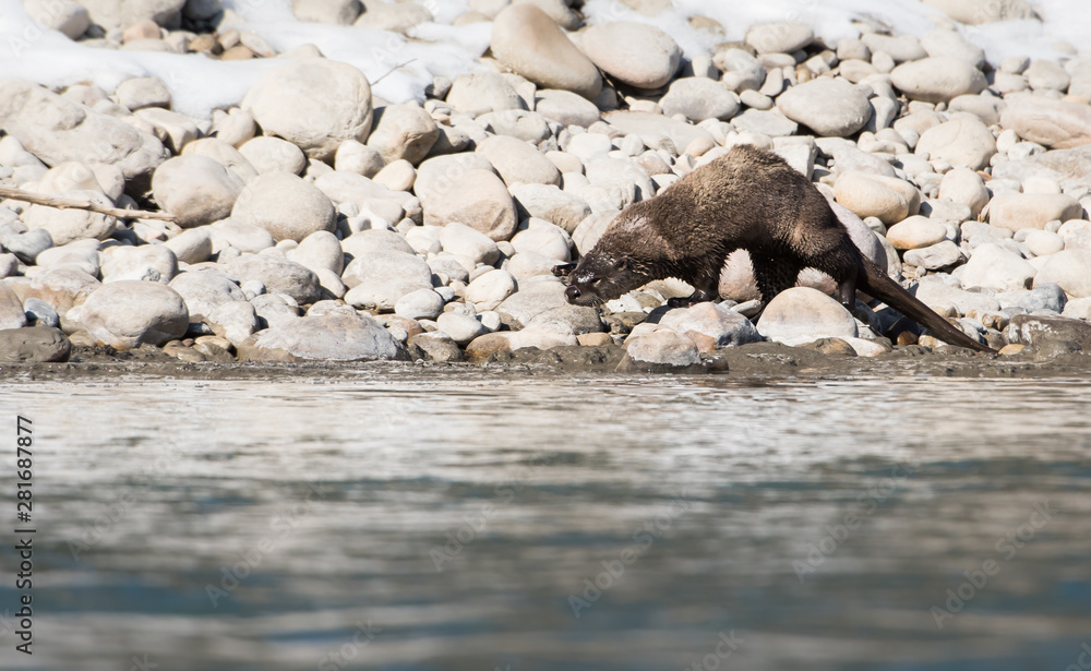 Fototapeta premium River otter in the wild