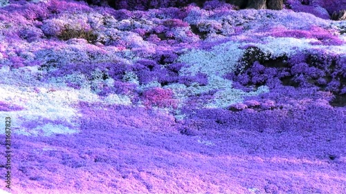 Panning shot of blooming Moss Phlox,  Ozora,  Abashiri,  Hokkaido photo