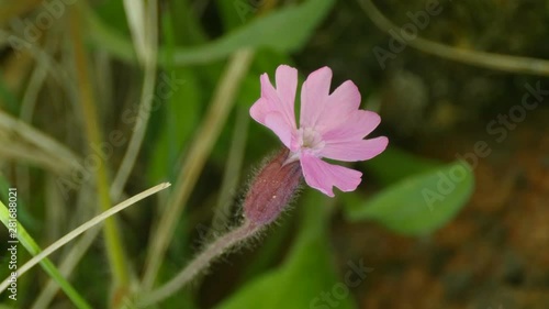 Wild flowers Silene dioica close to photo