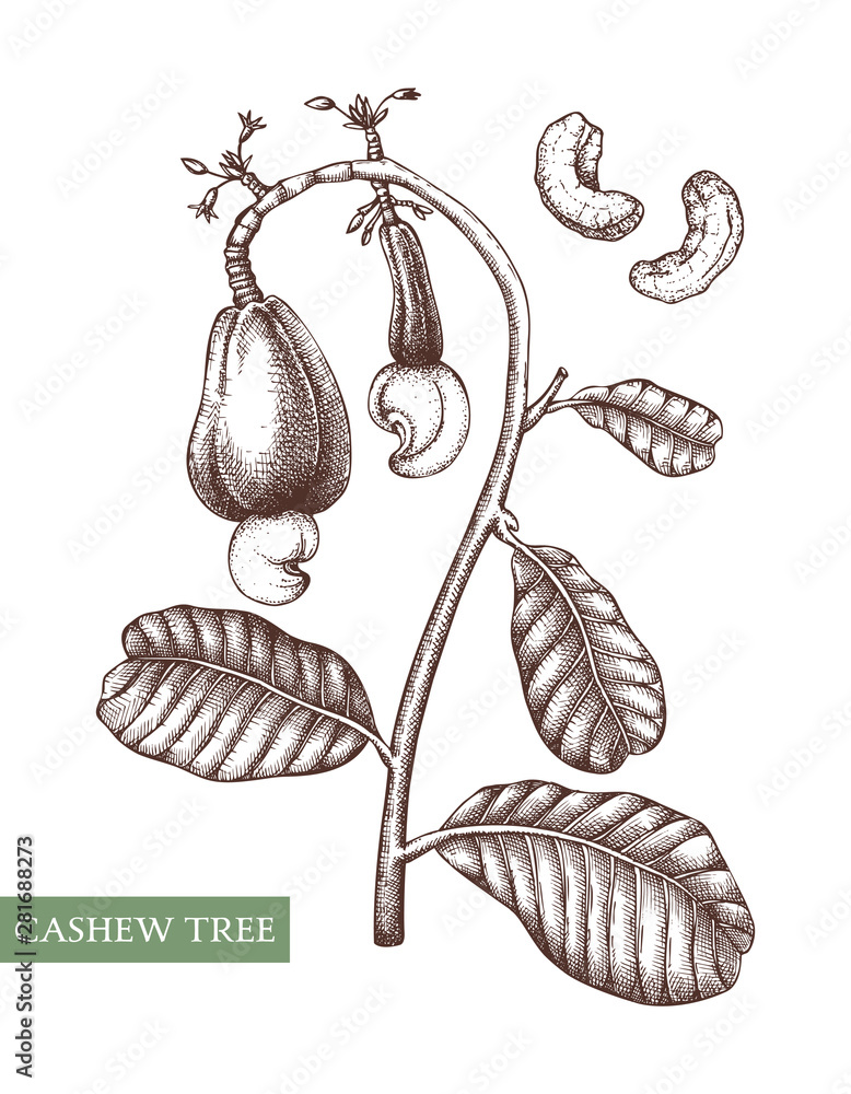 ashew vector illustrations. Hand drawn food drawing. Nut trees sketch  collection. Organic vegetarian product. Perfect for recipe, menu, label,  packaging, Vintage set with nuts, leaves, branches. Stock Vector