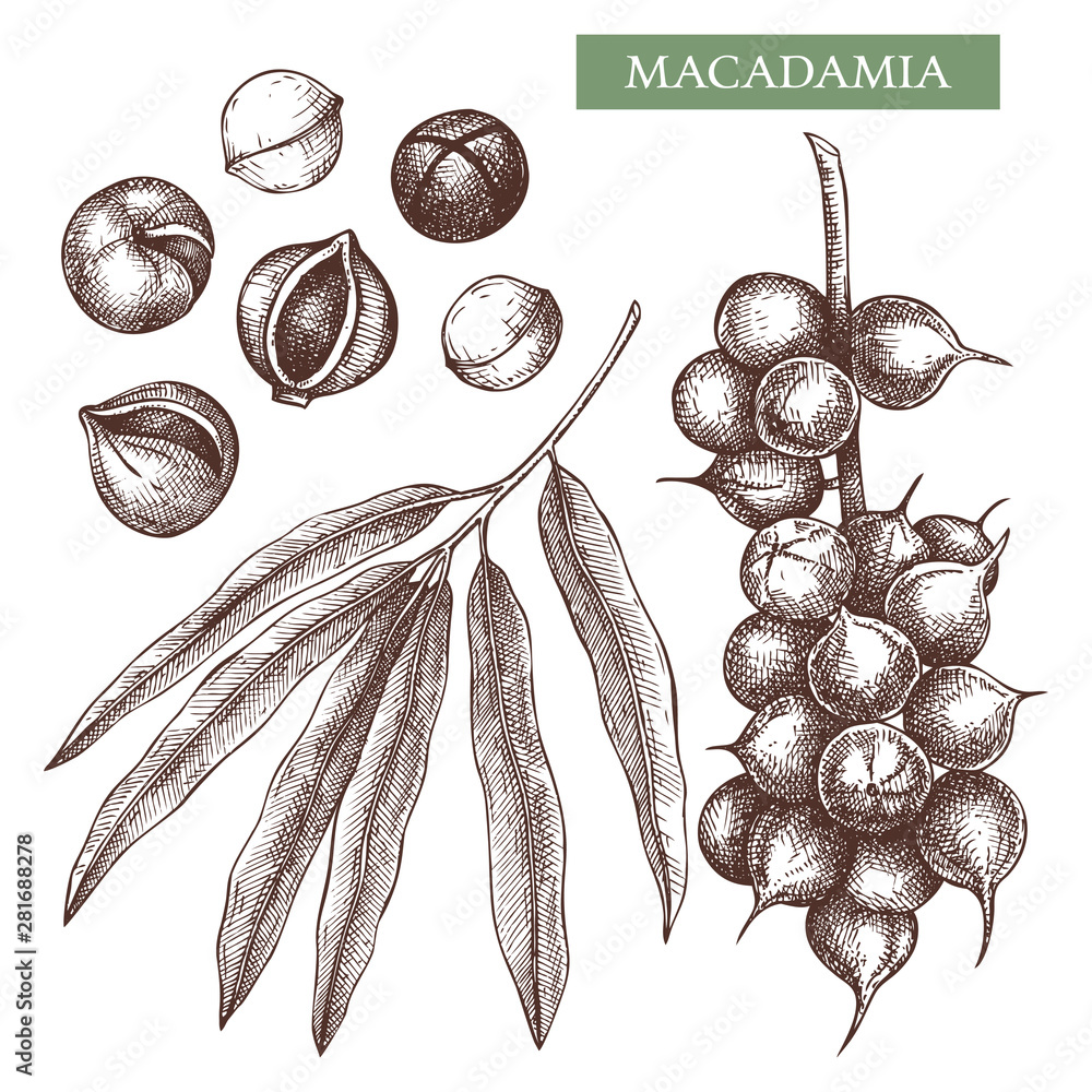 Macadamia vector illustrations. Hand drawn food drawing. Nut trees sketch  collection. Organic vegetarian product. Perfect for recipe, menu, label,  packaging, Vintage set with nuts, leaves, branches. Stock Vector