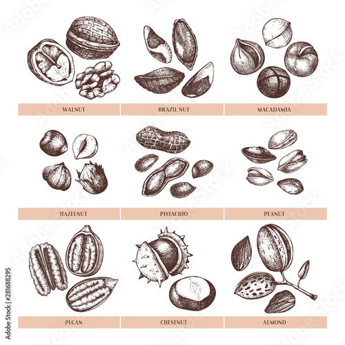 Vector nuts collection. Hand drawn pecan, macadamia, pine nuts, walnut, almond, pistachio, chestnut, peanut, brazil nut, hazelnut. Healthy food illustrations. Engraved style.