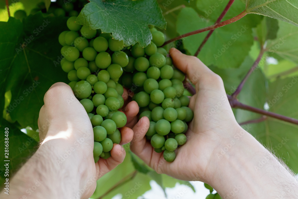 Green ripening grapes in farmer's hand. Winemaking, gardening.