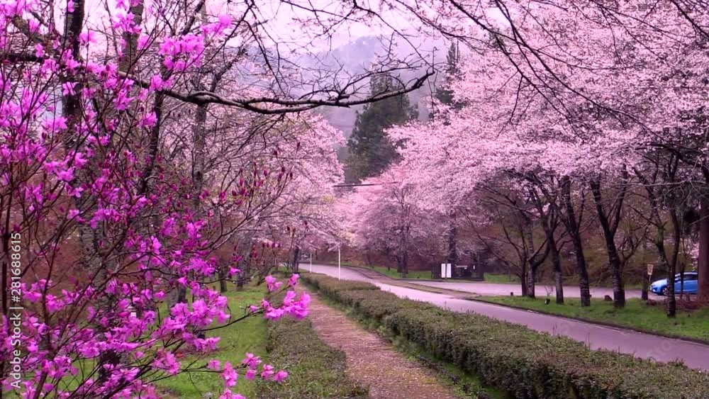 Alley with blooming trees, Gifu Prefecture, Seki City Alley with blooming trees, Gifu Prefecture, Seki City