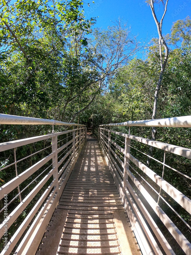bridge through the forest