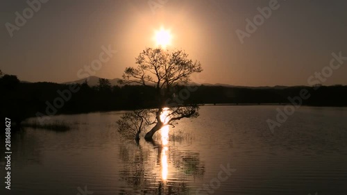 Sun lighting through lone tree at Osawa Pond photo