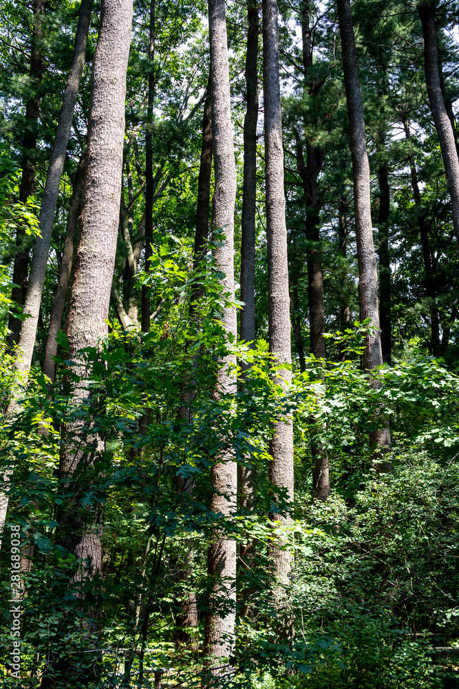 beatiful nature with trees in the big forest beatiful nature with trees in the big forest