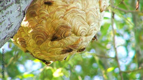 Hornet nest on tree,  Japan photo