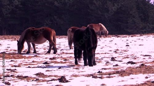 Horses on pasture at winter,  Aomori,  Shimokita,  Higashidori  photo