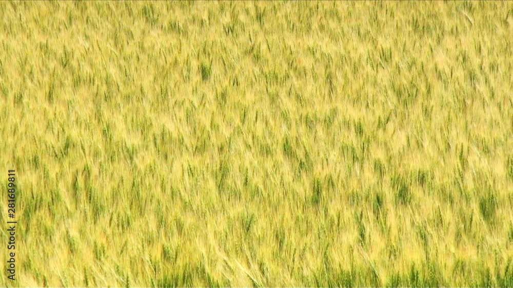 Panning right view of wheat field Panning right view of wheat field