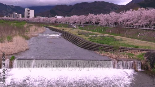 Cherry blossom and Mamigasaki river,  Kamiyama,  Yamagata,  Japan photo
