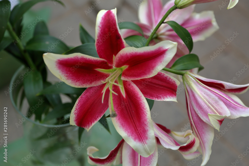 Lily. Beautiful flowering bright summer flower of the Liliaceae family Lily. Beautiful flowering bright summer flower of the Liliaceae family