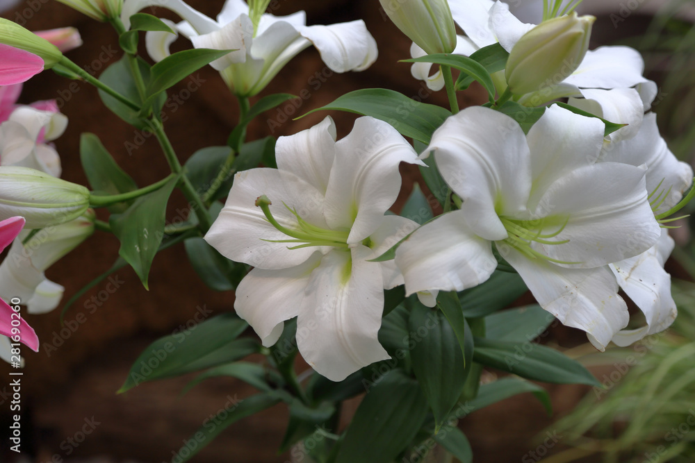 Obraz premium Lily. Beautiful flowering bright summer flower of the Liliaceae family