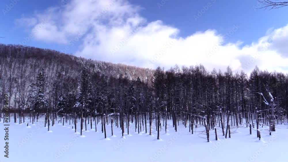 View of forest in winter, Hokkaido, Kamikawa, Biei View of forest in winter, Hokkaido, Kamikawa, Biei