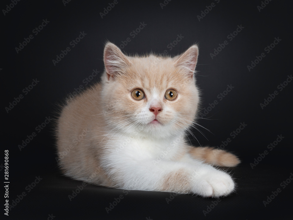 Sweet creme with white British Shorthair cat kitten, laying down side ways.  Looking with orange developping eyes beside camera. isolated on a black  background. Stock Photo | Adobe Stock