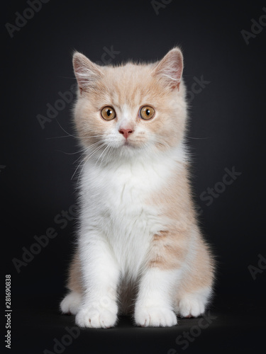Sweet creme with white British Shorthair cat kitten, sitting facing front. Looking naughty with orange developping eyes to camera. isolated on a black background.