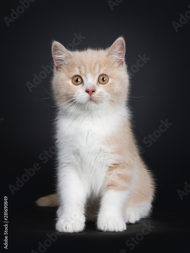 Sweet creme with white British Shorthair cat kitten, sitting facing front. Looking with orange developping eyes to camera. isolated on a black background.