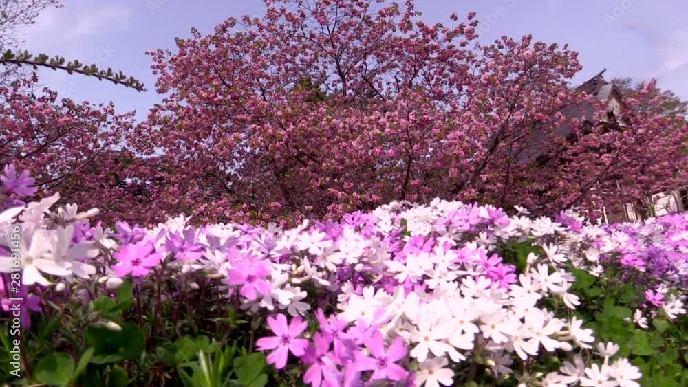 Low angle shot of blooming Cherry tree and Moss Phlox Low angle shot of blooming Cherry tree and Moss Phlox