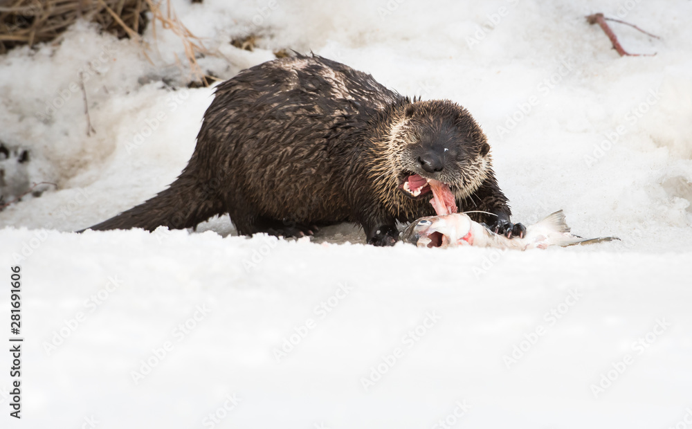 Obraz premium River otter in the wild