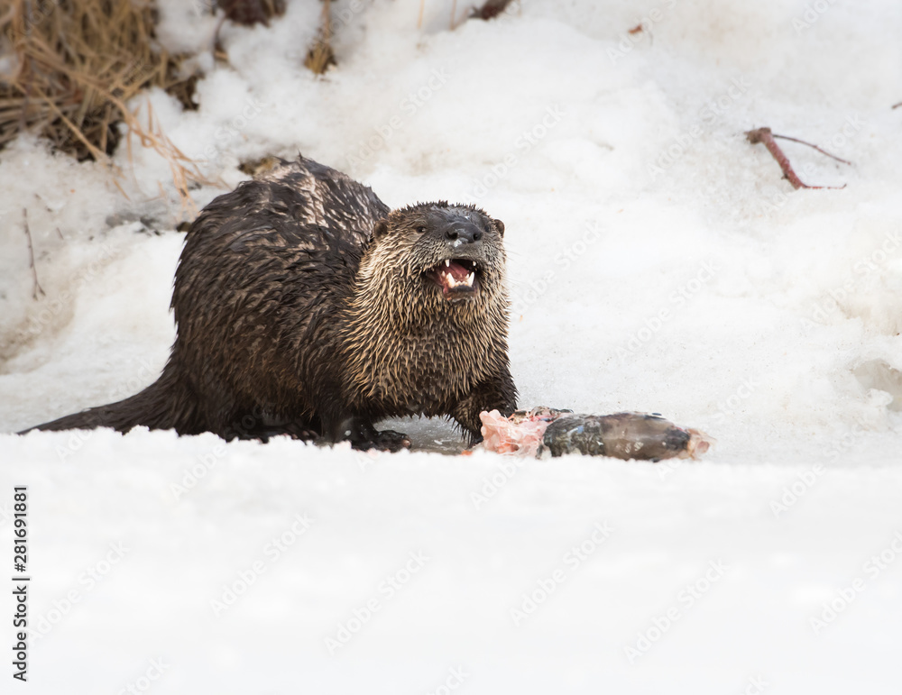 Obraz premium River otter in the wild