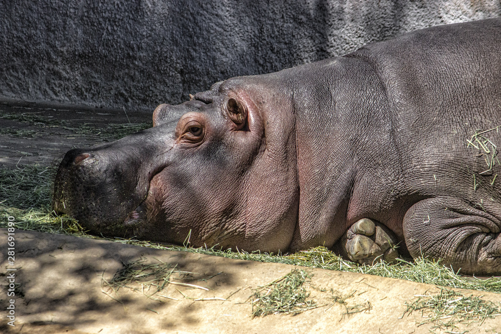 Hippopotamus. Lying down. facing left partial body. head. asleep. wall in background. Hippopotamus. Lying down. facing left partial body. head. asleep. wall in background.
