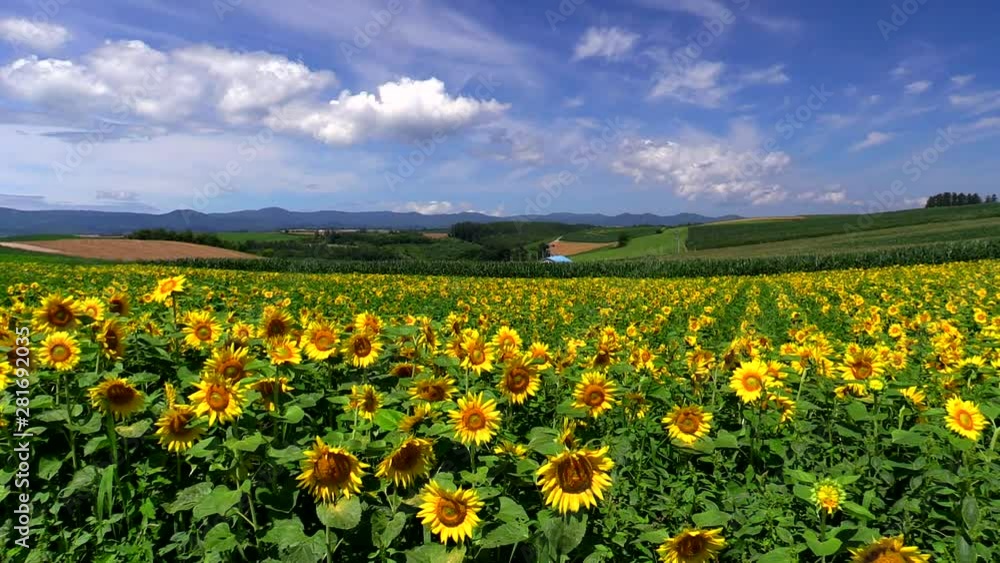 View of sunflower field, Biei, Hokkaido, Japan View of sunflower field, Biei, Hokkaido, Japan