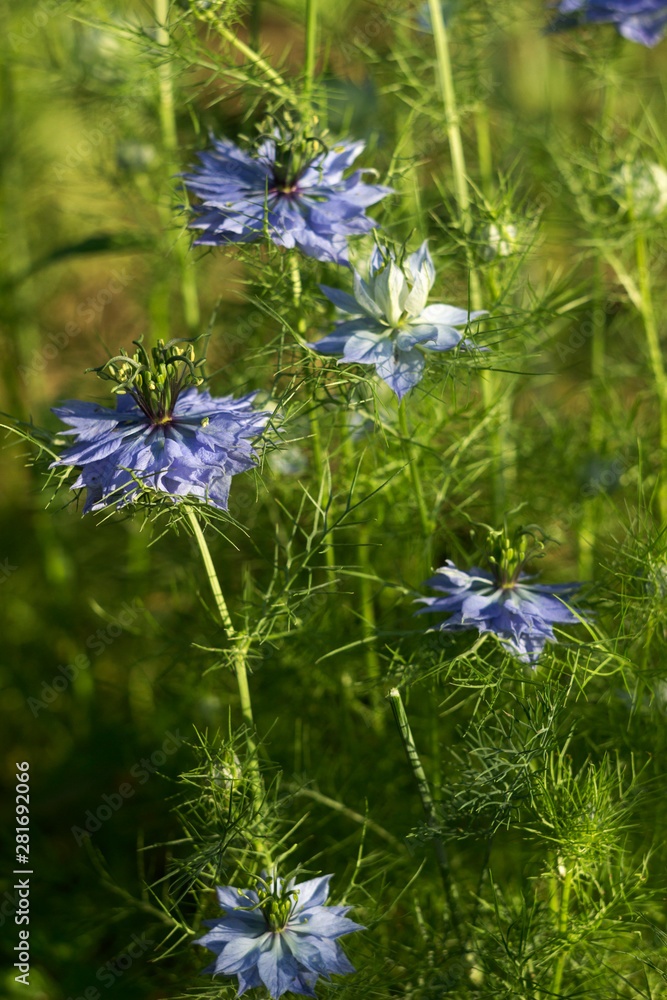 Nigella sativa flower with blue flowers (Love-in-a-mist), summer herb plant with different shades of blue flowers on small green shrub. Medicinal plant black caraway, black cumin, garden background.
