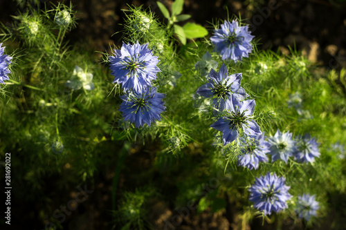 Nigella sativa flower with blue flowers (Love-in-a-mist), summer herb plant with different shades of blue flowers on small green shrub. Medicinal plant black caraway, black cumin, garden background.